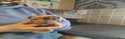 Miniature Dachshund dogs for sale: Miniature dachshund  - Advert 15