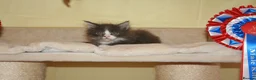Maine Coon cats for sale: Gorgeous Maine Coon kittens from the Grand Cham - Advert 8