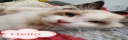 Ragdoll cats for sale: Ragdoll kittens for sale  - Advert 5