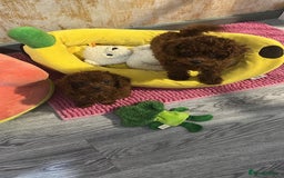 Poodle dogs for sale: Stunning Asian poodle for sale 🤩 - Advert 2