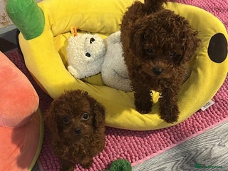 Poodle dogs Stunning Asian poodle for sale 🤩 - Advert 2