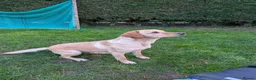 Labrador Retriever dogs for sale: Stunning Litter from KC registered parents  - Advert 5