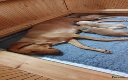 Labrador Retriever dogs for sale: Fox red Labrador - Image 16