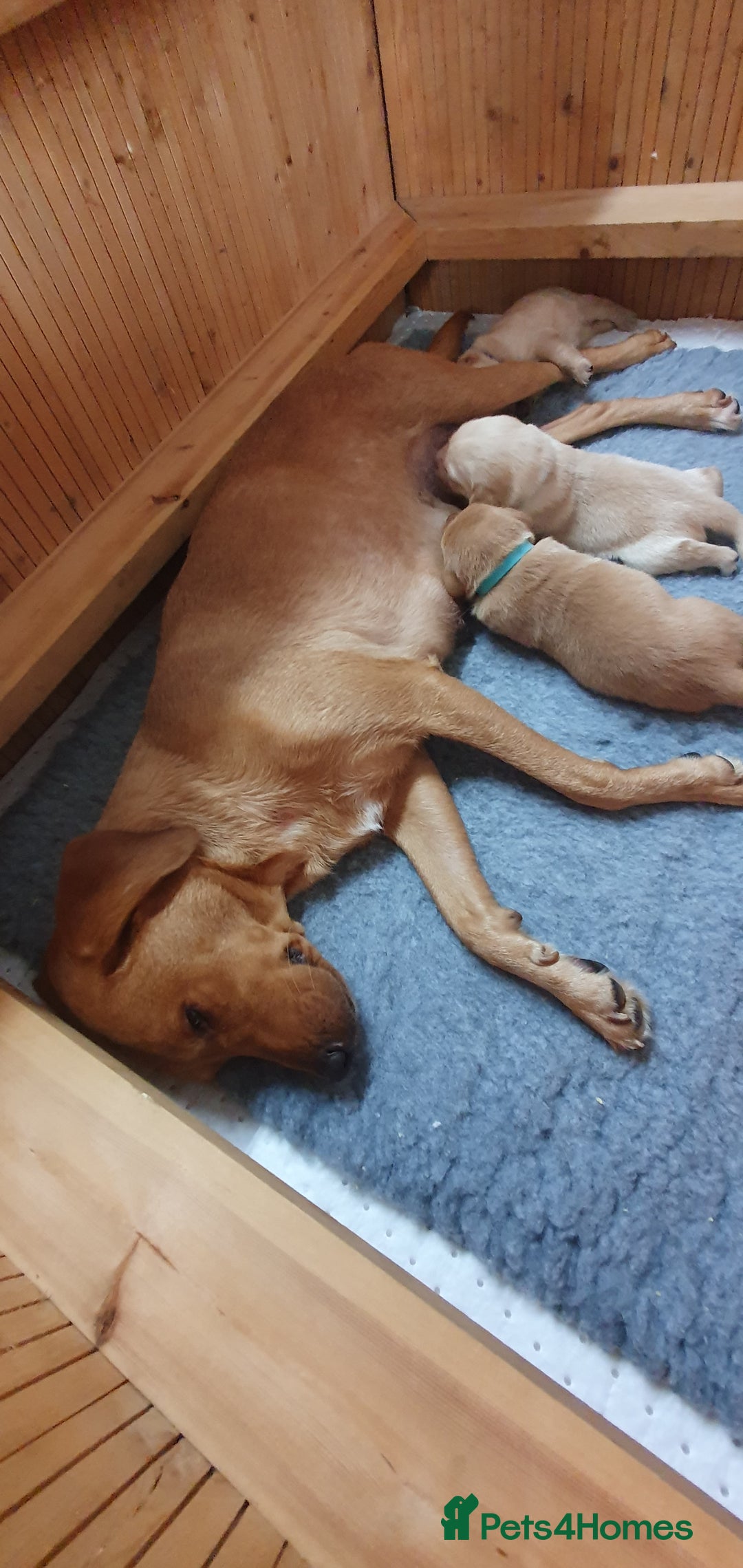 Labrador Retriever dogs for sale: Fox red Labrador - Image 16