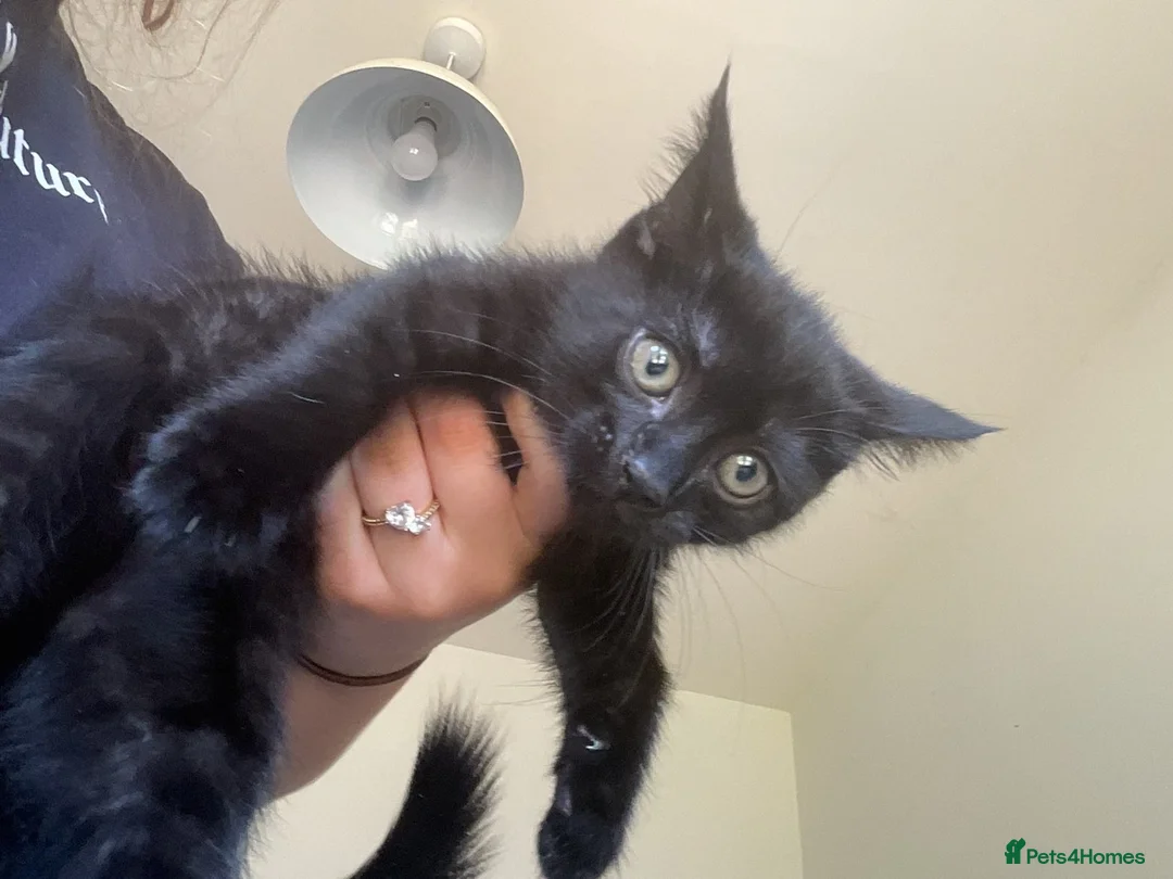 Mixed Breed cats for sale: Ready for new homes now  - Advert 2