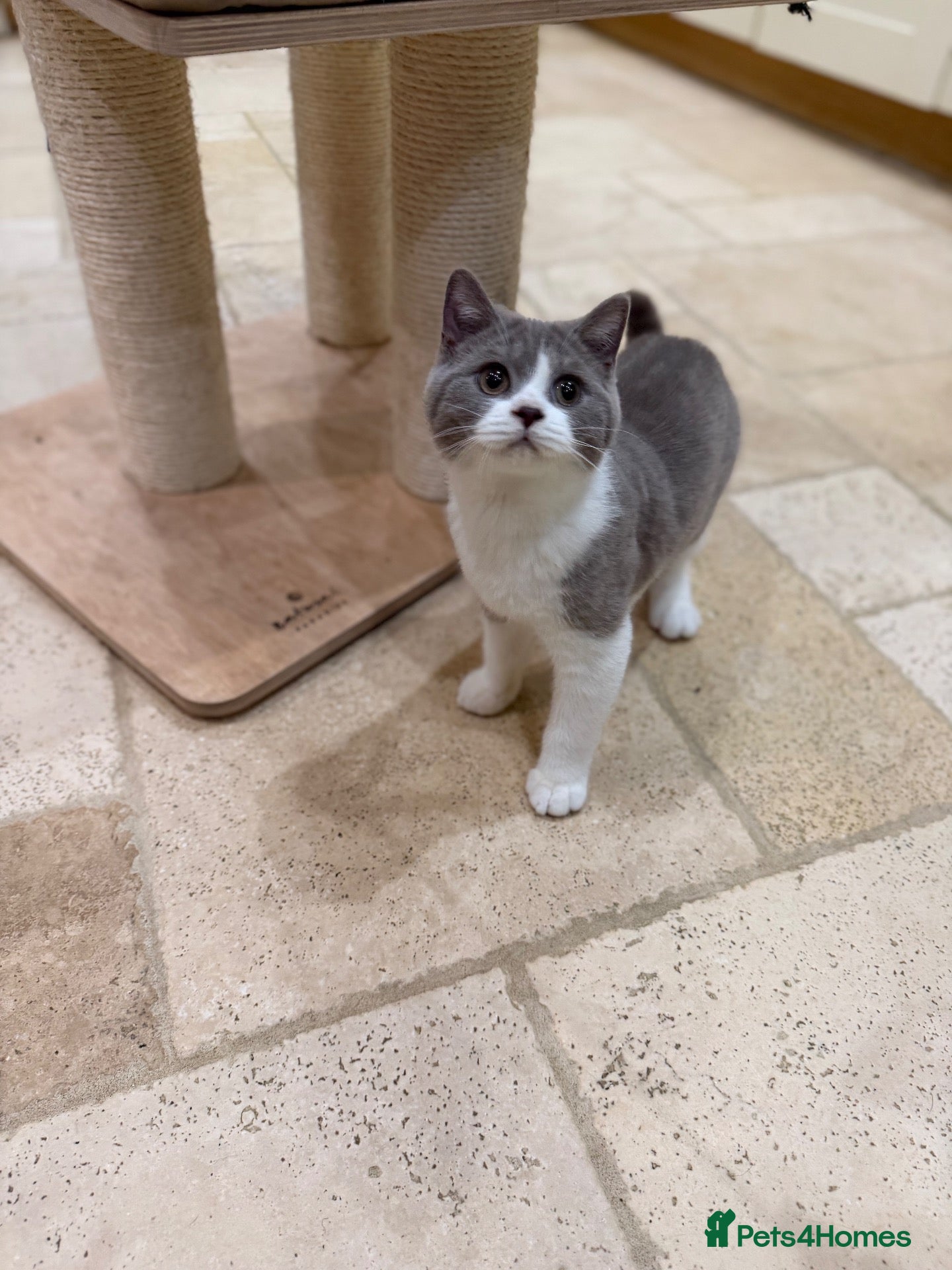 British Shorthair cats READY NOW - REGISTERED FULL PEDIGREE BSH - Advert 1