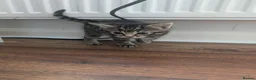 Mixed Breed cats for sale: 4 adorable kittens looking for a future home - Advert 9