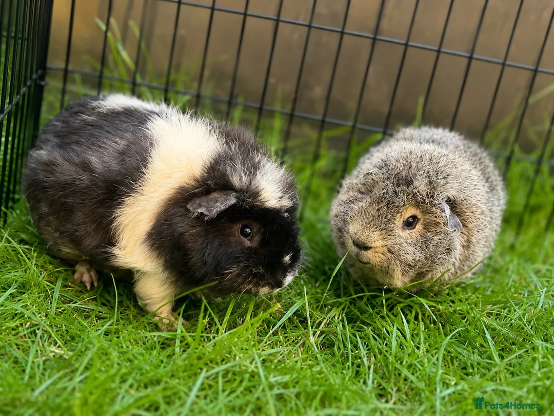 Guinea Pig rodents for sale: Bonded pair of male guinea pigs - Advert 1