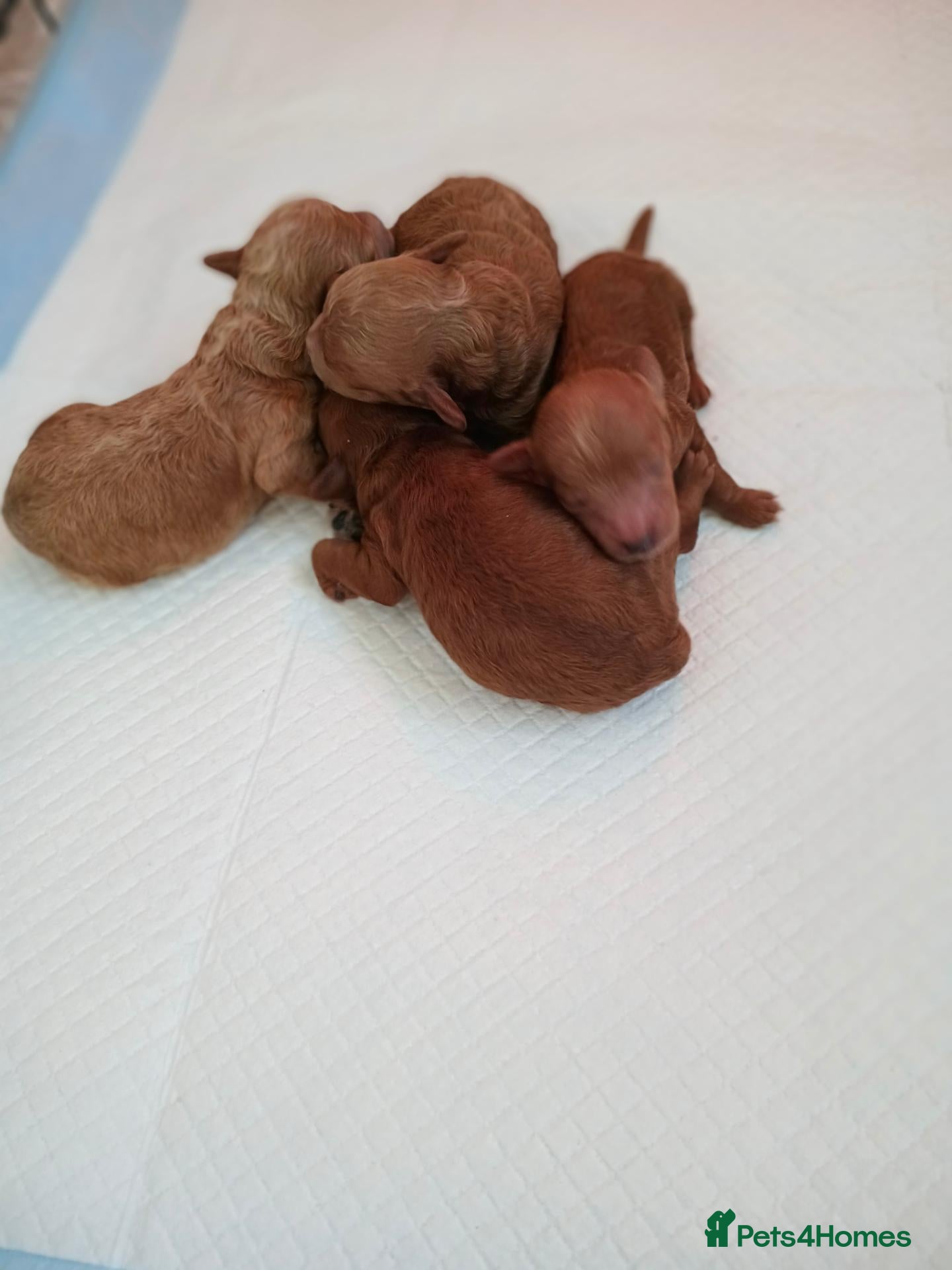 Toy Poodle dogs Tiny red toy poodles  - Advert 1