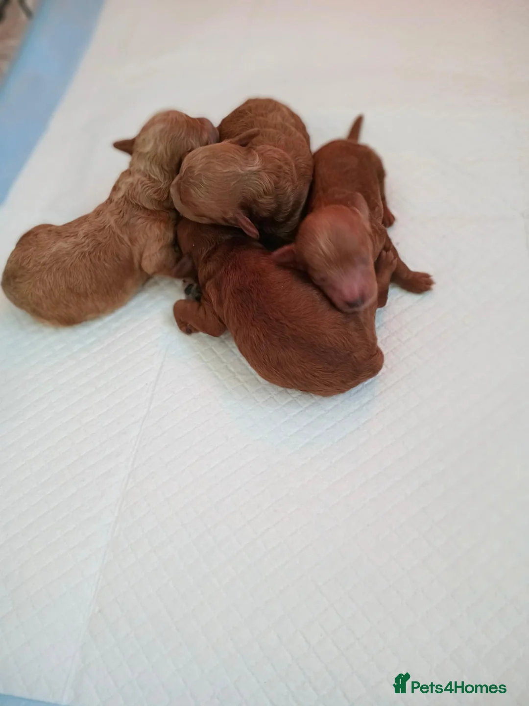 Toy Poodle dogs for sale: Tiny red toy poodles  - Advert 1