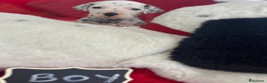 Dalmatian Puppy 3