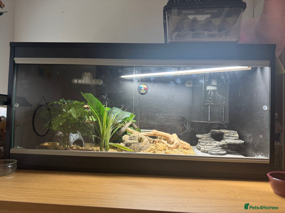 Leopard Gecko reptiles for sale: 🦎 Leopard Gecko + Full Setup – Ready to Go - Advert 2