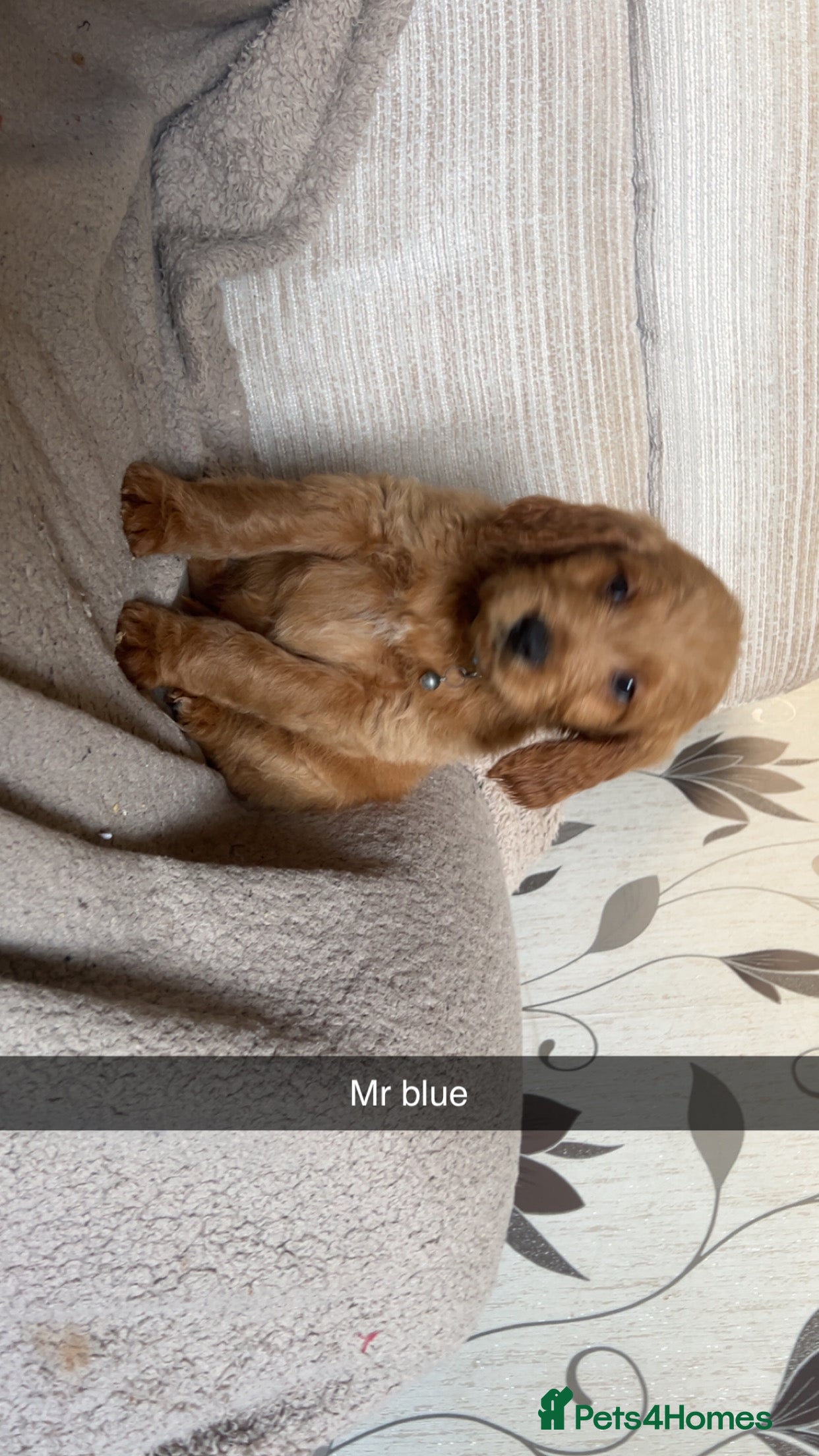 Goldendoodle dogs F1 golden doodle available collection this week - Advert 5