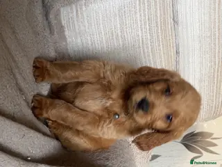 Goldendoodle dogs F1 golden doodle available collection this week - Advert 5