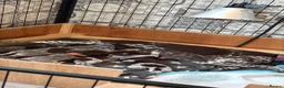 German Shorthaired Pointer dogs for sale: Stunning German Shorthaired Pointer Pups KC Reg'd - Advert 9