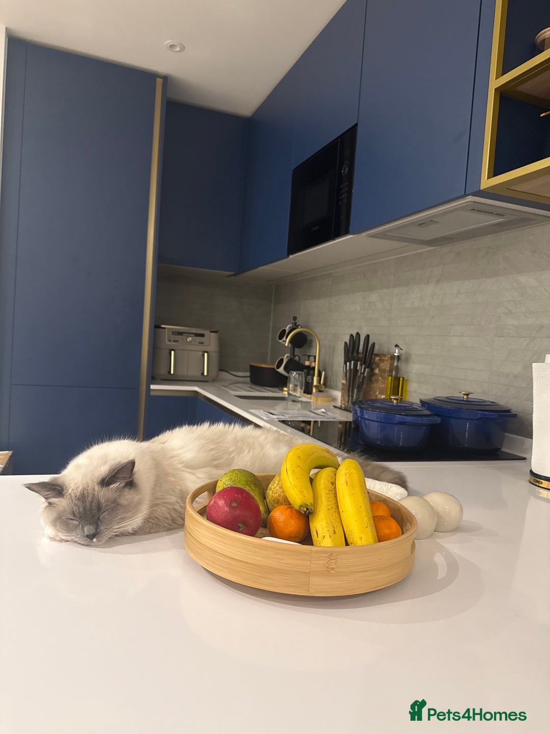 Ragdoll cats for sale: Beautiful Blue point mitted Ragdoll  - Advert 13