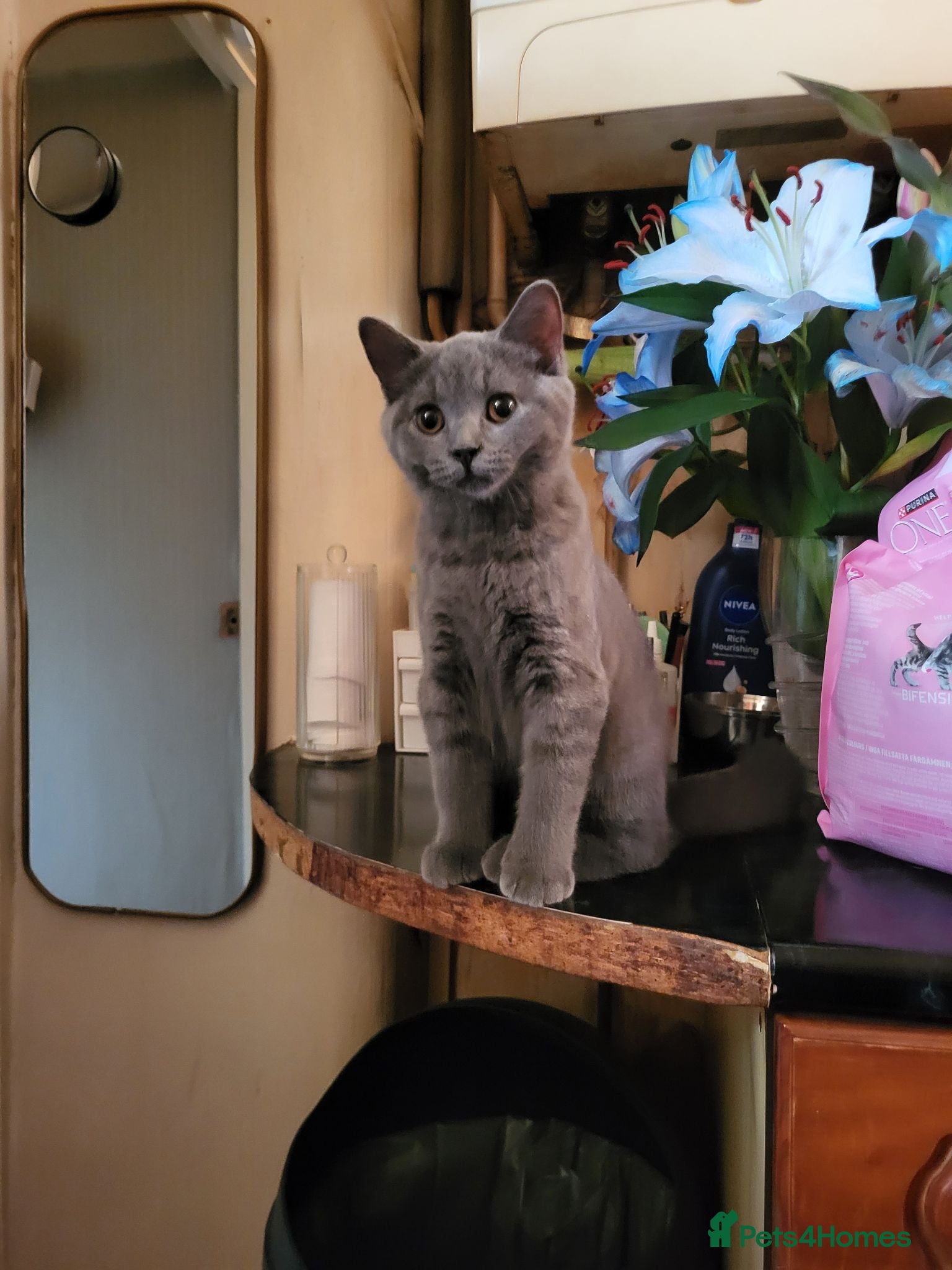 Scottish Fold cats Scottish fold kitten for sale - Advert 1