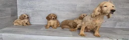 Cockapoo dogs for sale: Stunning red F1 cockapoo boys and girls READY NOW - Advert 16