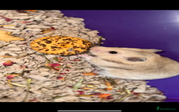 Hamster rodents for sale: Baby hamsters - Advert 12