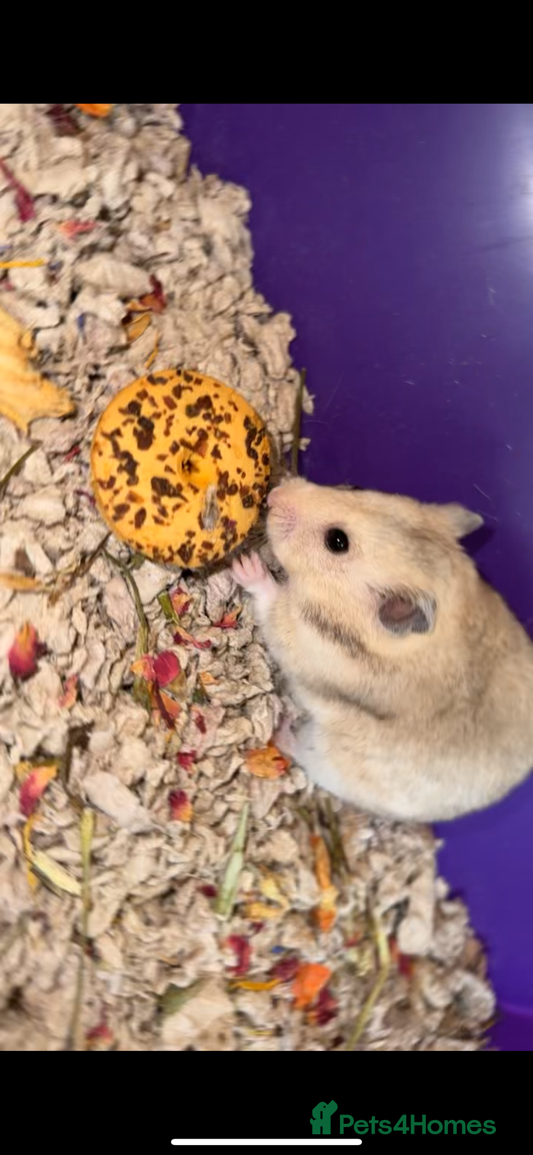 Hamster rodents for sale: Baby hamsters - Advert 12