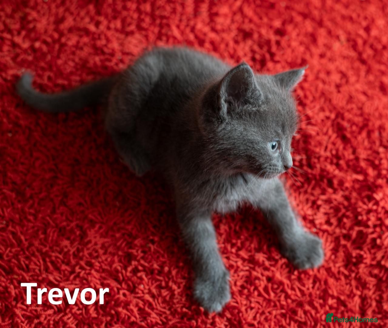 Russian Blue cats Russian Blue Cross Boy Kitten – Trevor - Advert 1