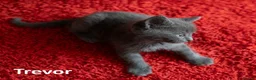 Russian Blue cats for sale: Russian Blue Cross Boy Kitten – Trevor - Advert 1