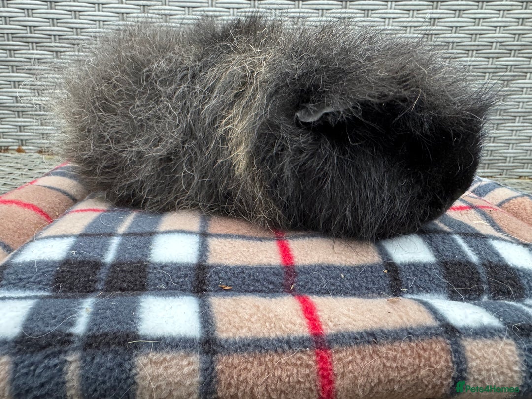 Guinea Pig rodents for sale: Beautiful boys  - Advert 9