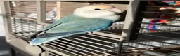 Parrots birds for sale: Lovable Parrots Ready for Caring Homes in Hornchurch - Advert 7