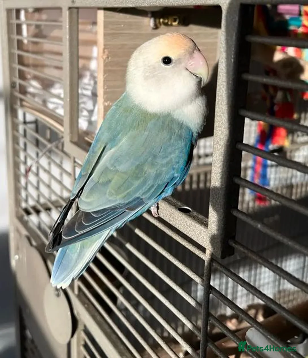 Parrots birds for sale: Lovable Parrots Ready for Caring Homes in Hornchurch - Advert 7