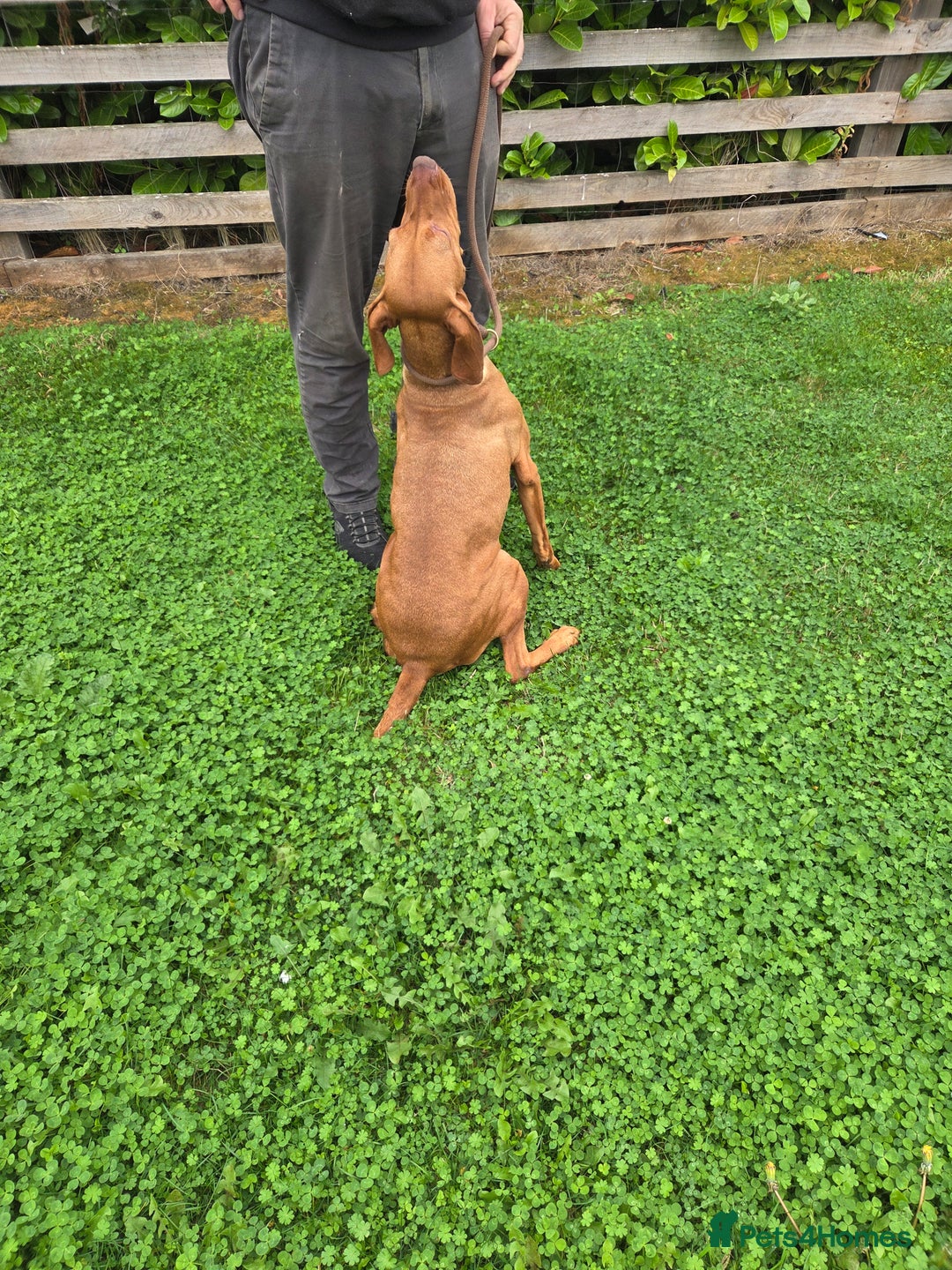 Hungarian Vizsla dogs for sale: 🧡 beautiful retired gundog Vizsla 🧡 - Image 4