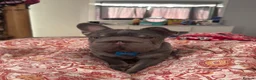 French Bulldog dogs for sale: Fluffy French bull dog 10 months old in Chessington - Advert 2