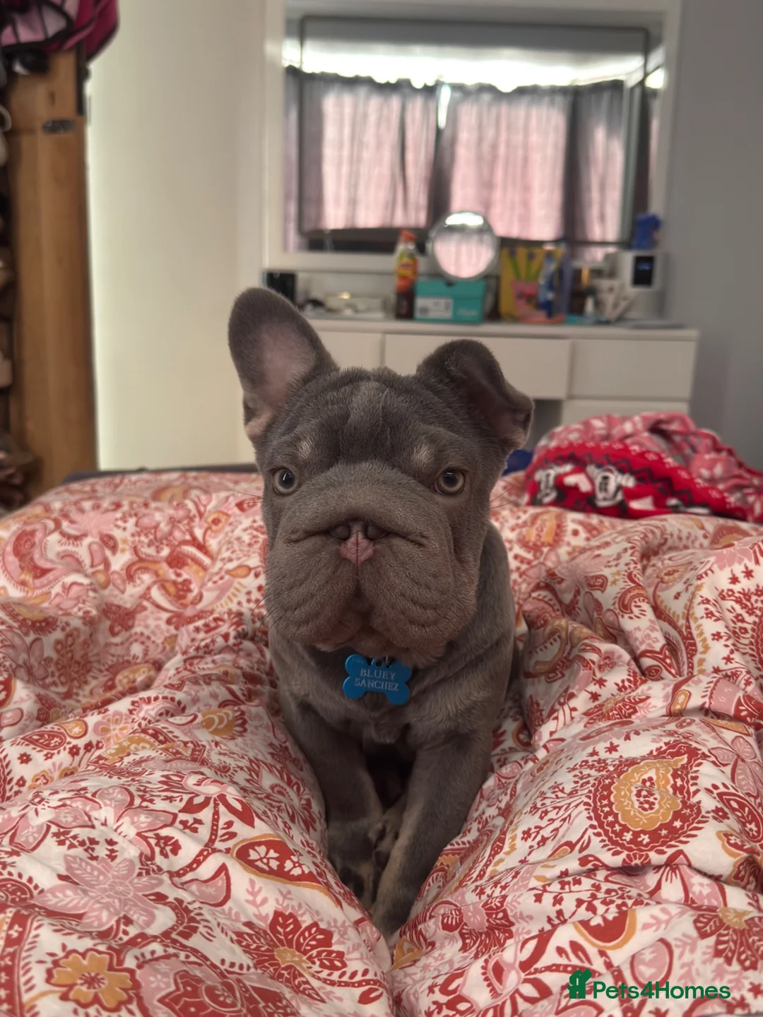 French Bulldog dogs for sale: Fluffy French bull dog 10 months old in Chessington - Advert 2