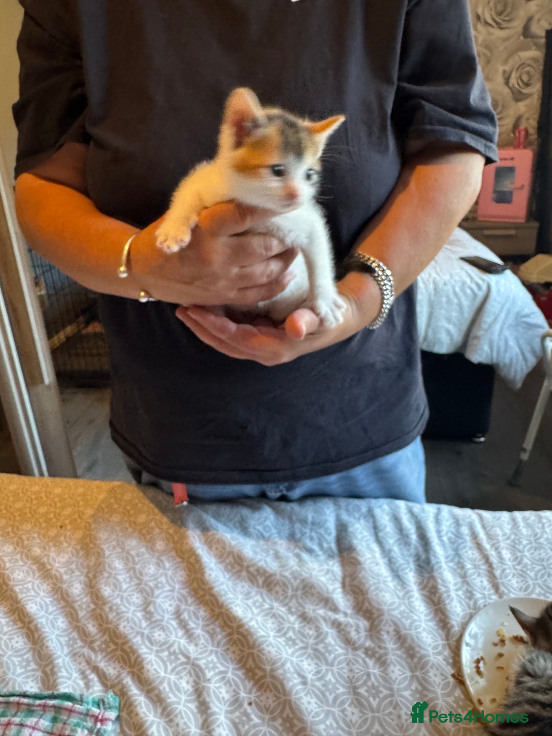 British Shorthair cats for sale: Kittens for sale  - Image 14