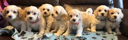 Cavachon dogs for sale: Cute Cavachon x bichon Frise puppies  - Advert 12