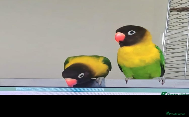 Lovebirds birds - Advert 4