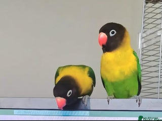 Lovebirds birds - Advert 23
