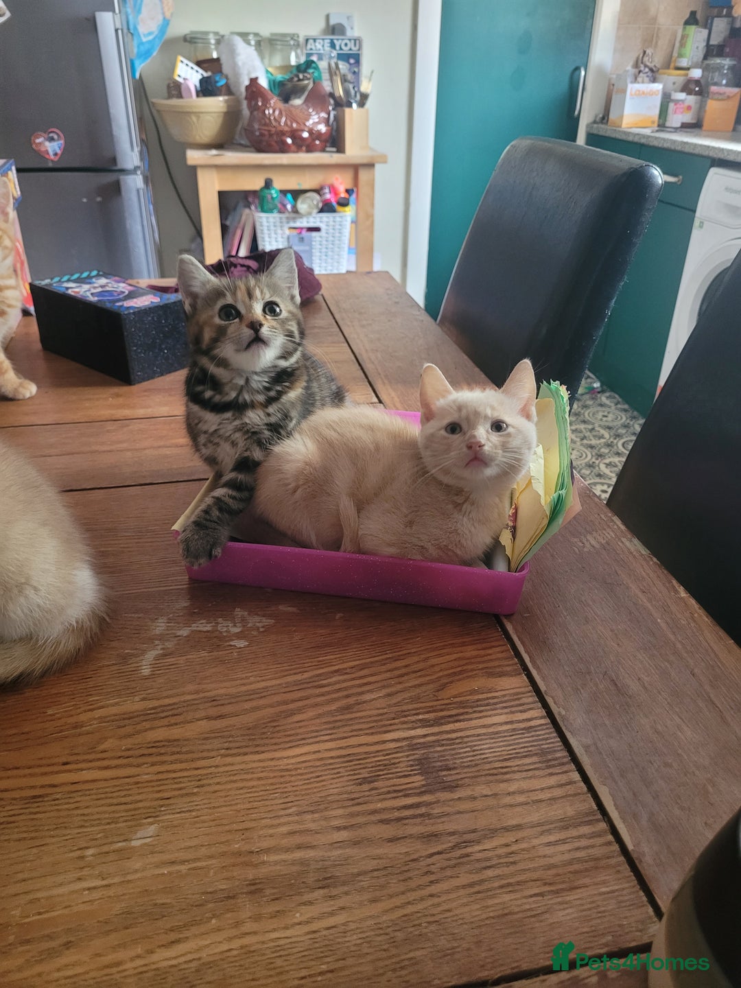 Mixed Breed cats for sale: Mixed kittens - Image 1