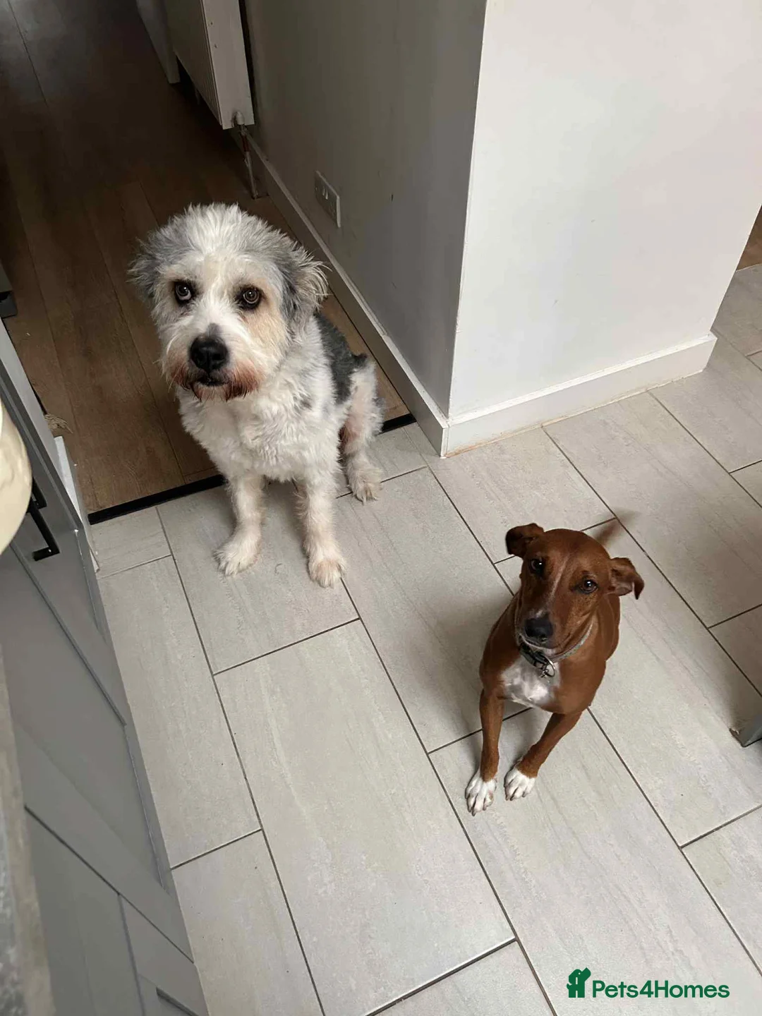 Mixed Breed dogs for adoption: Brian is looking for a home -Mioritic Shepherd  - Advert 6