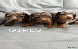 Miniature Dachshund dogs for sale: dappled miniature dachshund  - Image 1