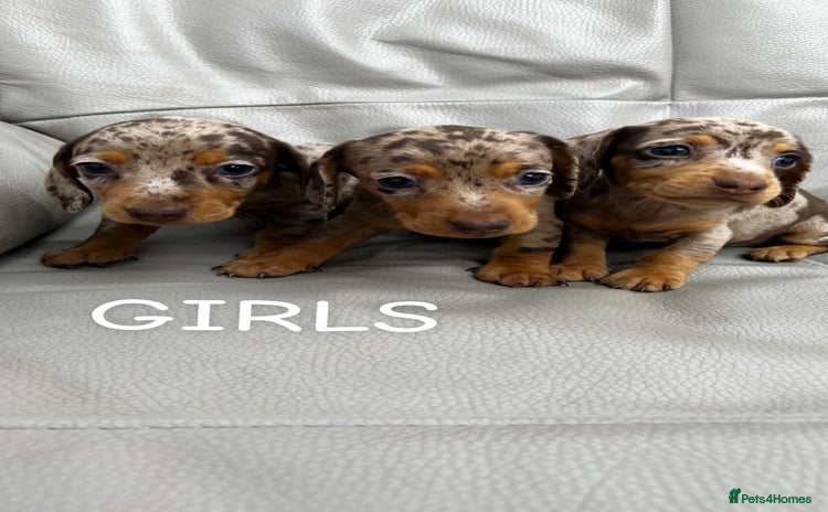 Miniature Dachshund dogs - Advert 7