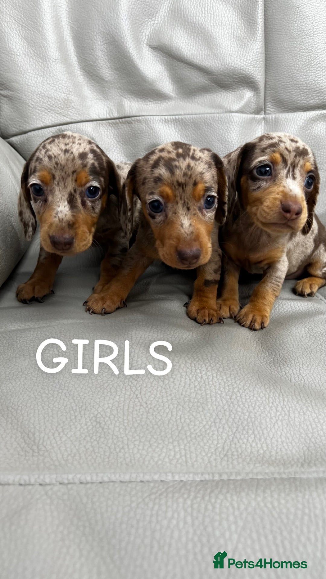 Miniature Dachshund dogs for sale: dappled miniature dachshund  - Image 1