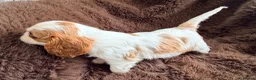 Cavalier King Charles Spaniel dogs for sale: KC Beatiful Quality Puppies - Advert 4