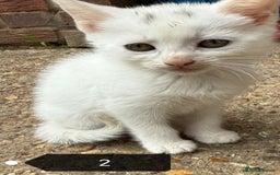 Mixed Breed cats for sale: Mircochipped female white kitten  - Image 3