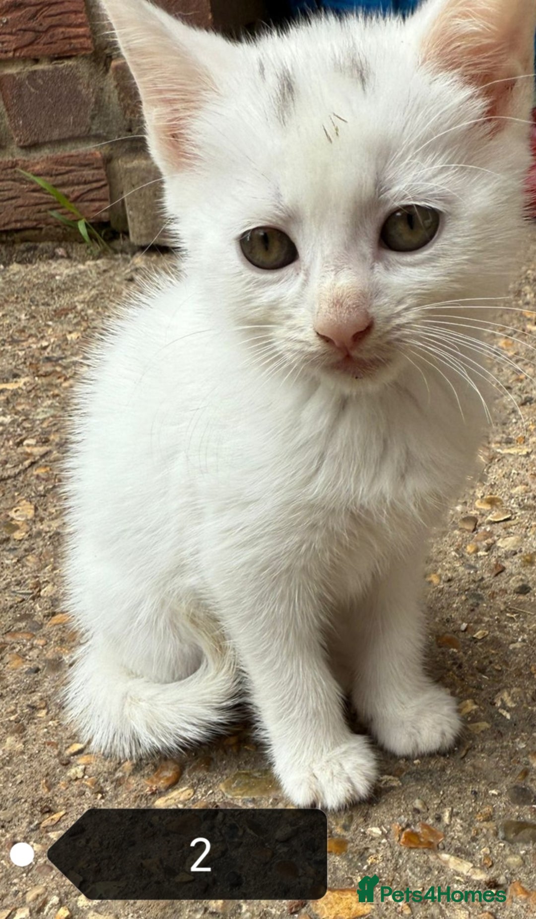 Mixed Breed cats for sale: Mircochipped female white kitten  - Image 3
