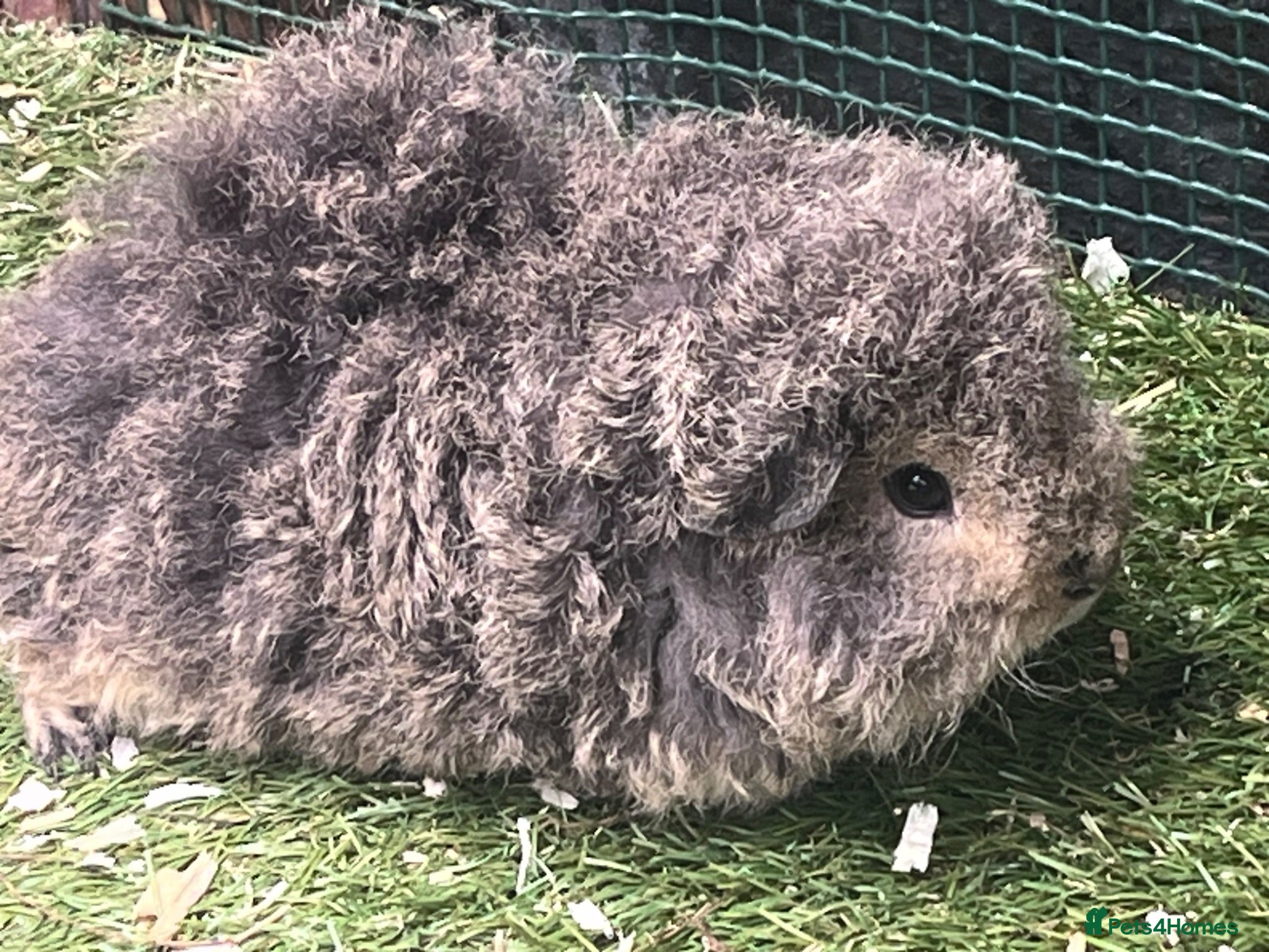 Guinea Pig rodents Pure bred Texel Guinea Pigs - Advert 1