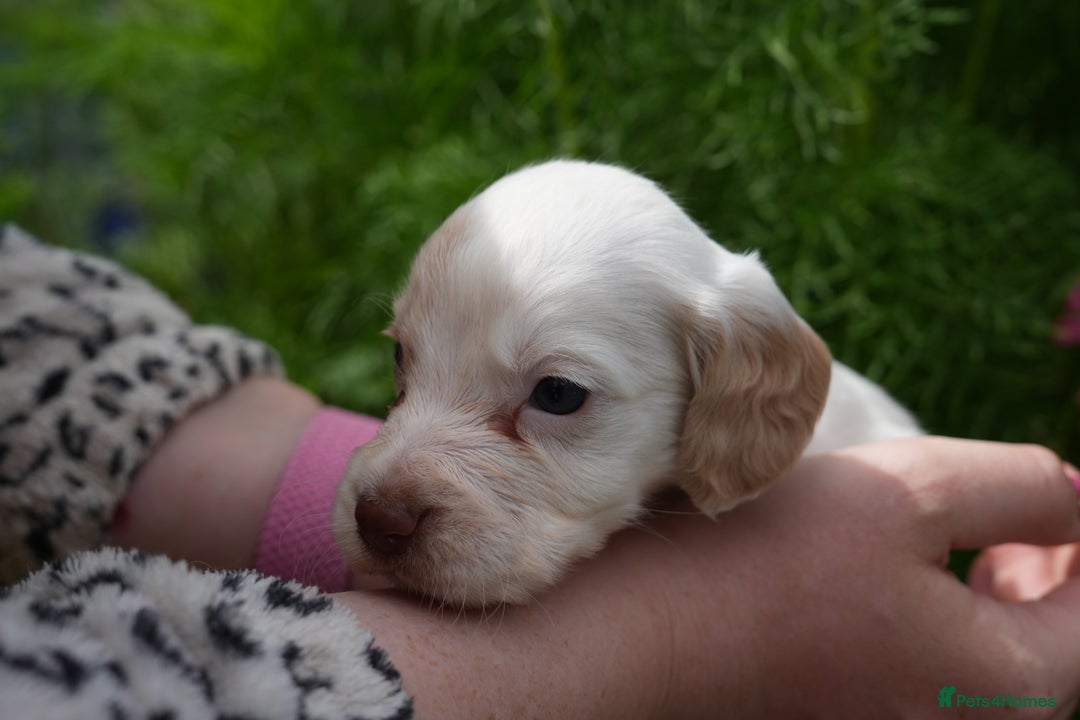 Cocker Spaniel dogs for sale: 4 male KC working cocker spaniel puppies - Image 24