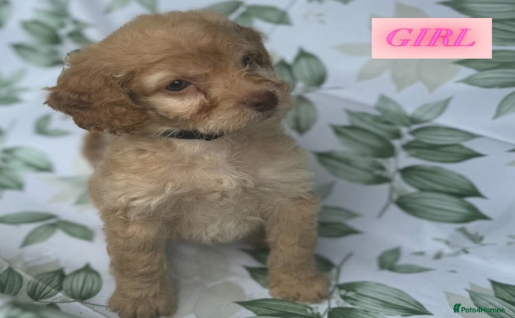 Cockapoo dogs - Advert 12