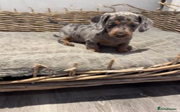 Dachshund dogs for sale: Beautiful Blue & Tan Dapple Girl  - Image 4