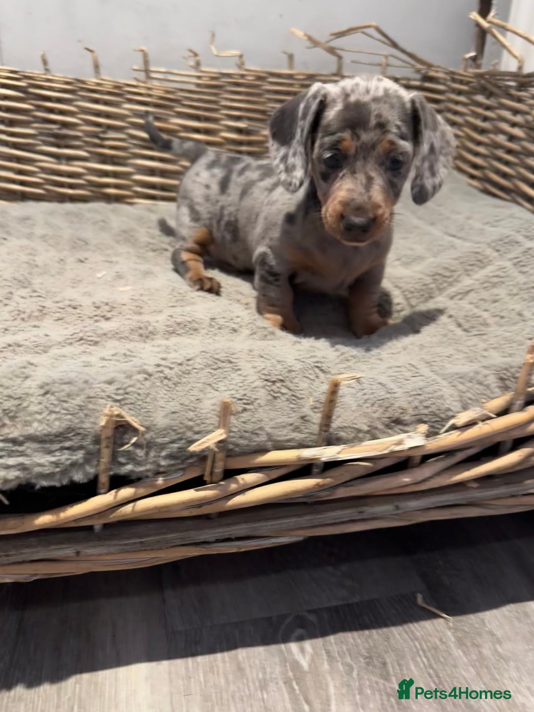 Dachshund dogs for sale: Beautiful Blue & Tan Dapple Girl  - Image 4