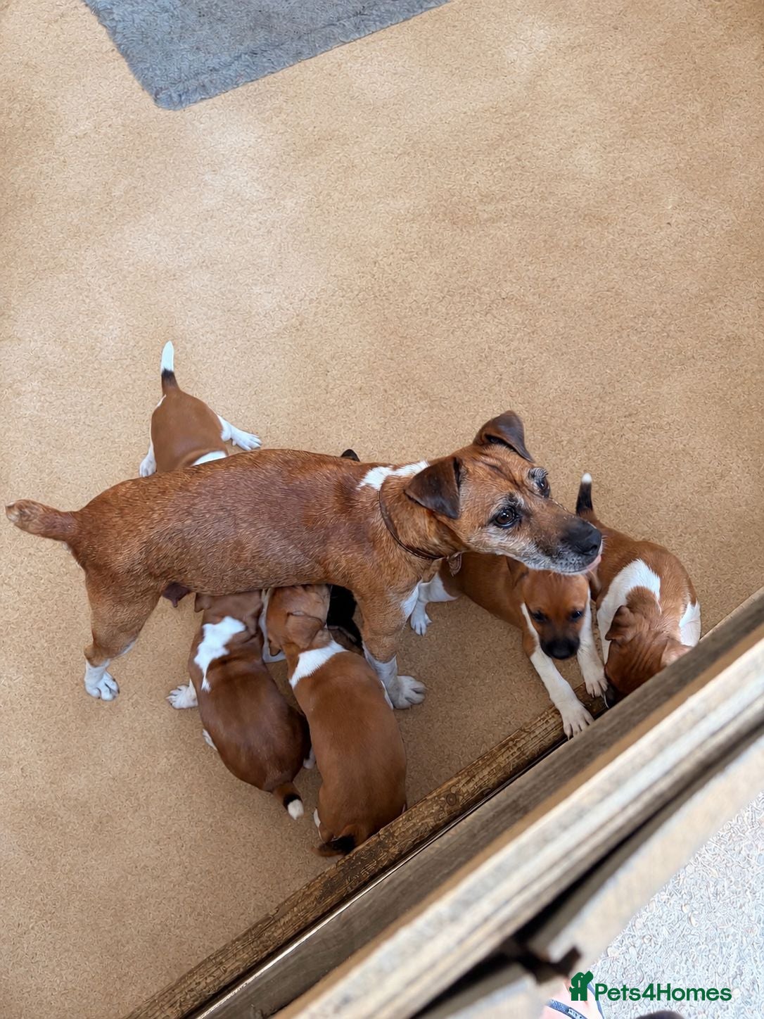 Plummer Terrier dogs Plummer terrier pups for sale - Advert 1